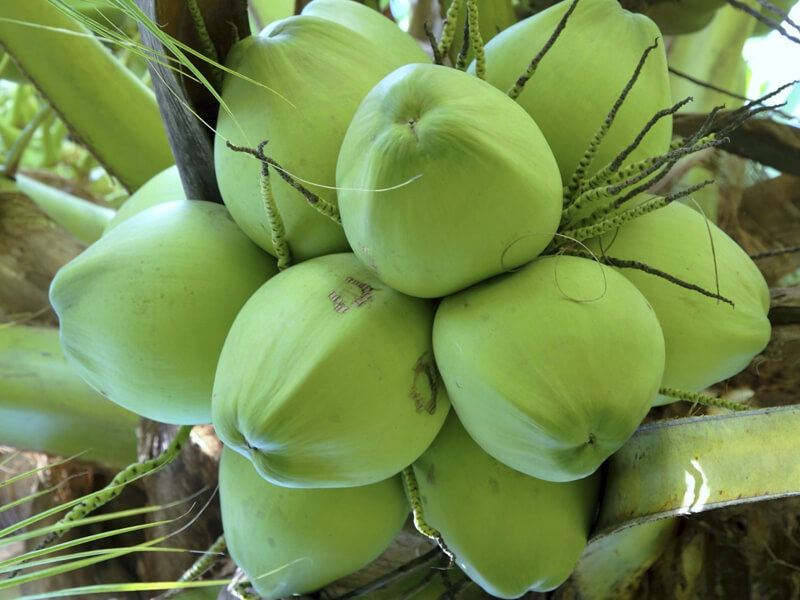 Trái dừa xanh mướt nặng trĩu